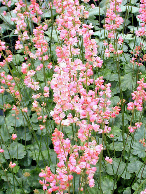 HEUCHERA 'CORAL BOUQUET'