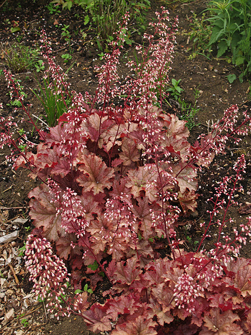 HEUCHERA 'DEBBIE'