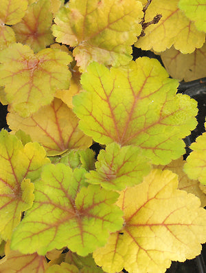 HEUCHERA 'ELECTRA'