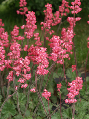 HEUCHERA 'FLORIST'S CHOICE'
