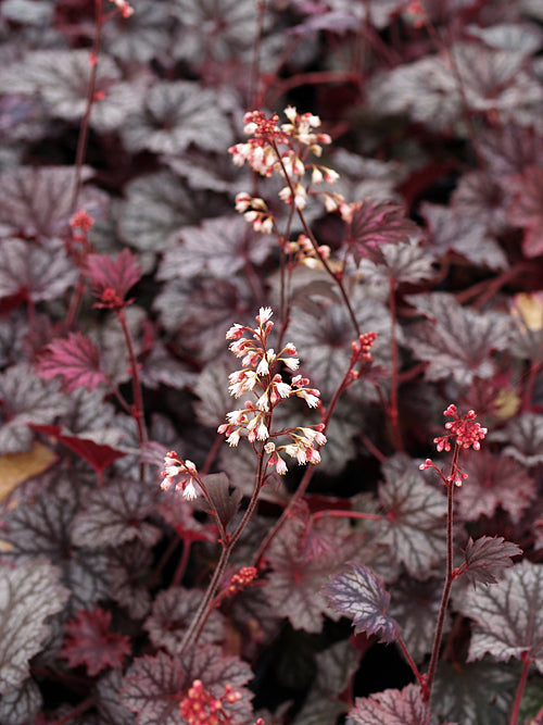 HEUCHERA 'FROST'