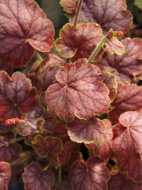 HEUCHERA 'GAUGIN'