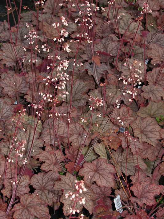 HEUCHERA 'GEORGIA PEACH'