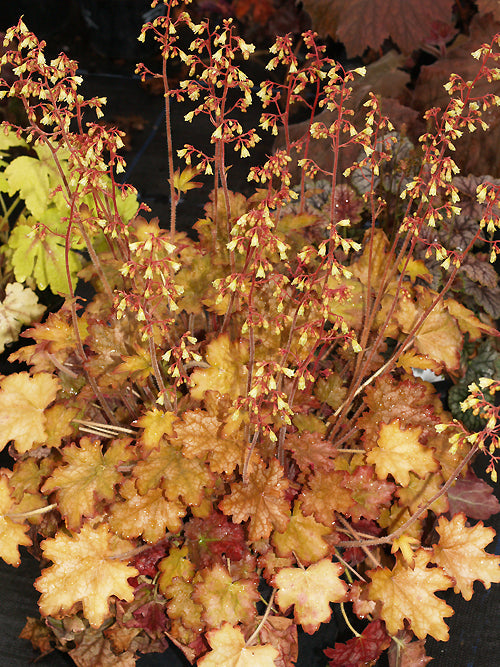 HEUCHERA 'GINGER ALE'