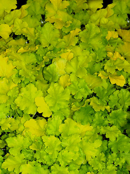 HEUCHERA 'LIME RICKEY'