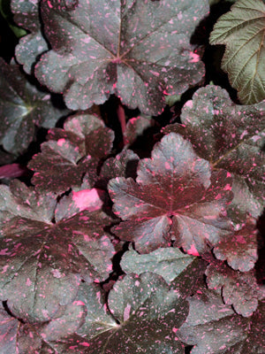 HEUCHERA 'MIDNIGHT ROSE'