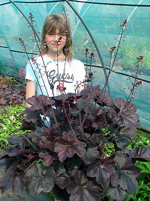HEUCHERA 'MAGNUM'