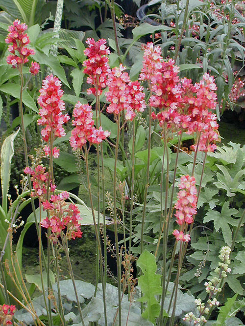 HEUCHERA 'MAGIC WAND'