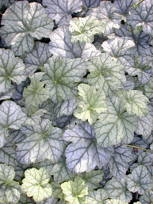 HEUCHERA 'MINT FROST'