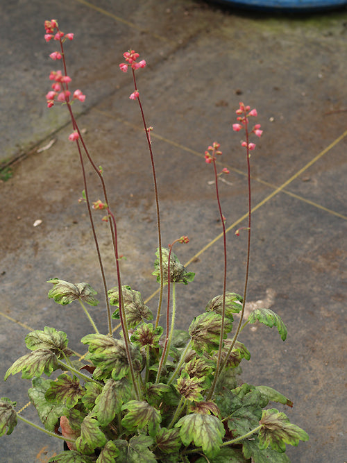 HEUCHERA no name yet