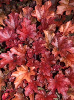 HEUCHERA 'PEACH FLAMBÉ'