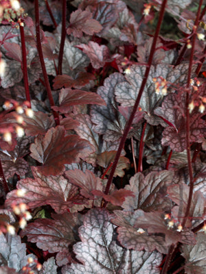 HEUCHERA 'PLUM PUDDING'