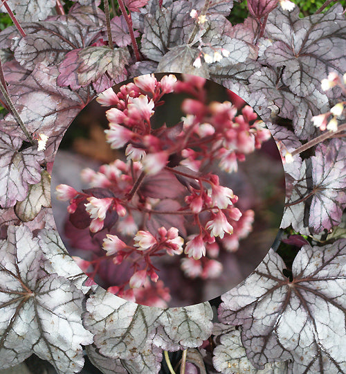 HEUCHERA 'PLUM ROYALE'
