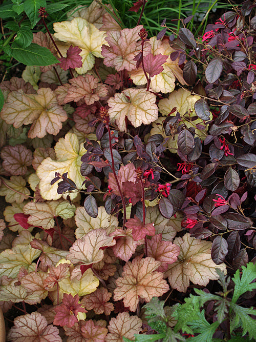 HEUCHERA 'PINOT GRIS'