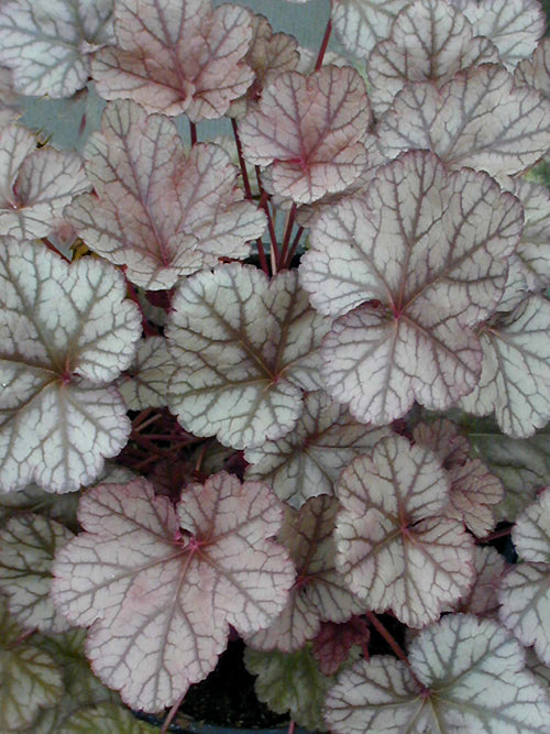 HEUCHERA 'PRINCE OF SILVER'
