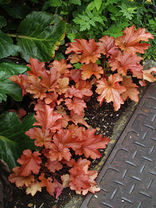 HEUCHERA 'PAPRIKA'