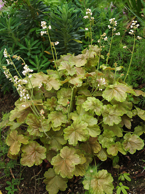 HEUCHERA 'PRETTY PERRINE'