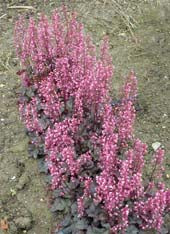 HEUCHERA 'PETITE PEARL FAIRY'