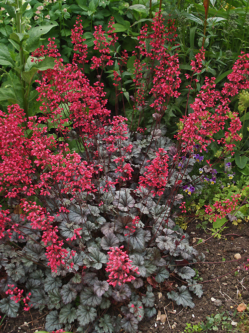 HEUCHERA 'RAVE ON'
