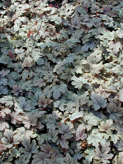 x HEUCHERELLA 'SILVER STREAK'