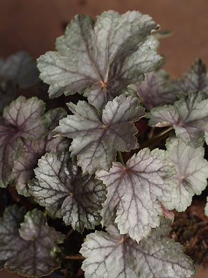 HEUCHERA 'SILVERY SHEEN'