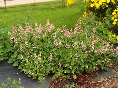 HEUCHERA 'STRAWBERRY SWIRL'