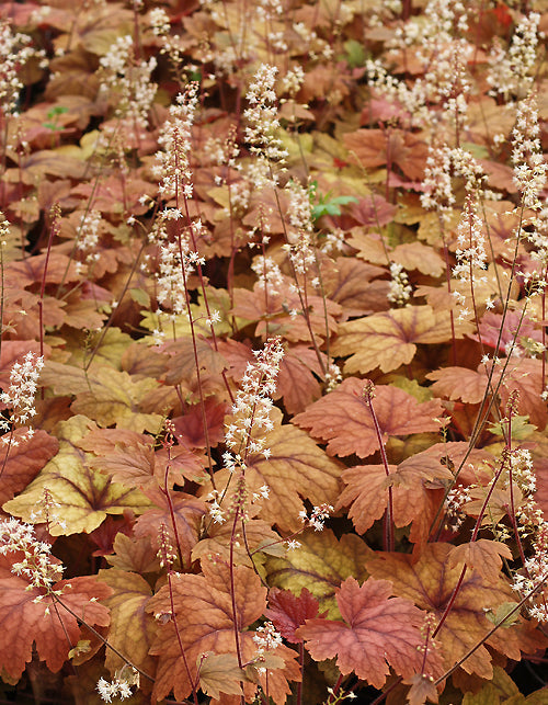 x HEUCHERELLA 'SWEET TEA'