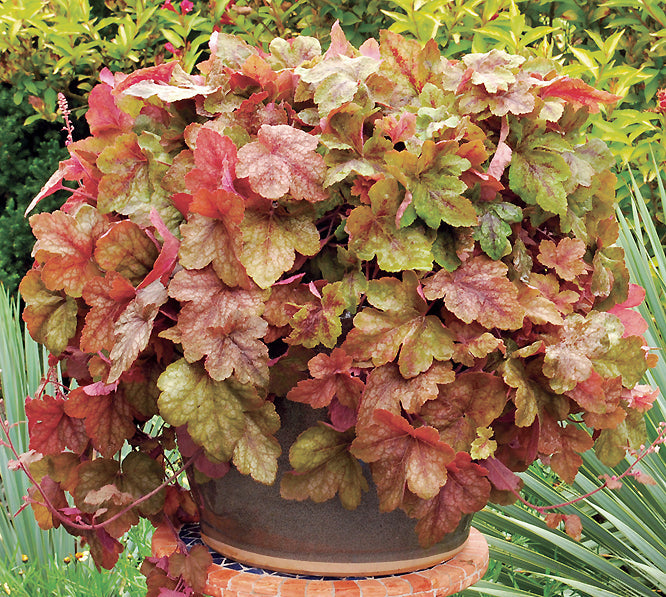 x HEUCHERELLA 'REDSTONE FALLS'