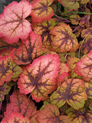 x HEUCHERELLA 'STOPLIGHT'