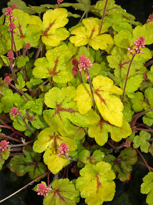 x HEUCHERELLA 'SUNSPOT'