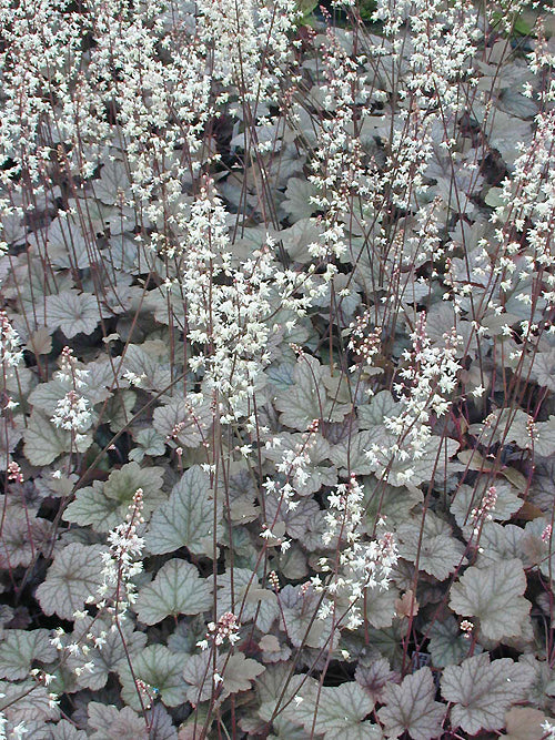 x HEUCHERELLA 'QUICKSILVER'