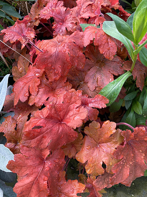 x HEUCHERELLA 'BUTTERSCOTCH'