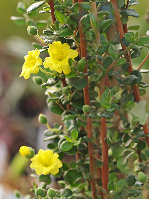 HIBBERTIA ASPERA
