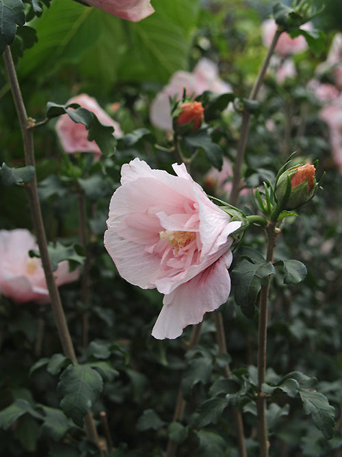 HIBISCUS SYRIACUS 'PINK CHIFFON'