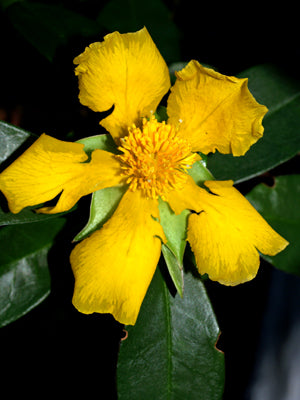 HIBBERTIA SCANDENS