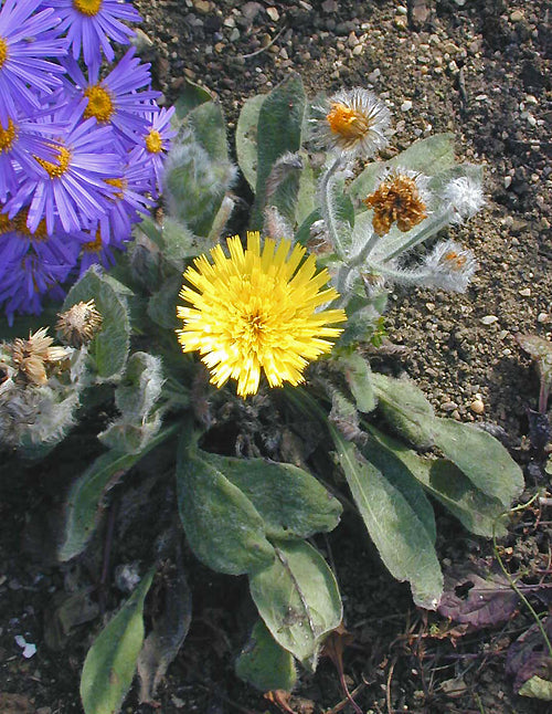 HIERACIUM VILLOSUM