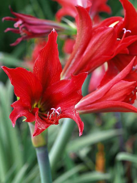 hippeastrum aulicum HIPPEASTRUM x ACRAMANNII – Cotswold Garden Flowers