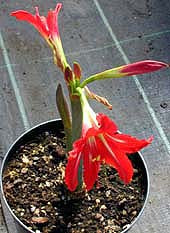 HIPPEASTRUM x JOHNSONII