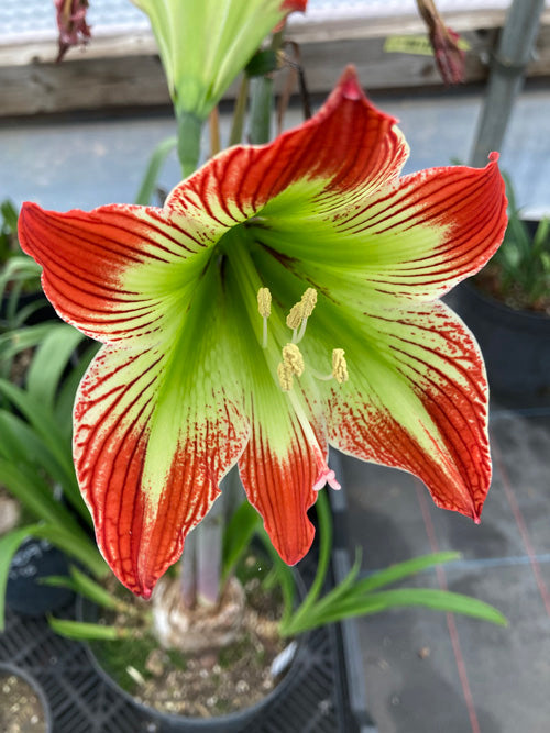 HIPPEASTRUM PSITTACINUM