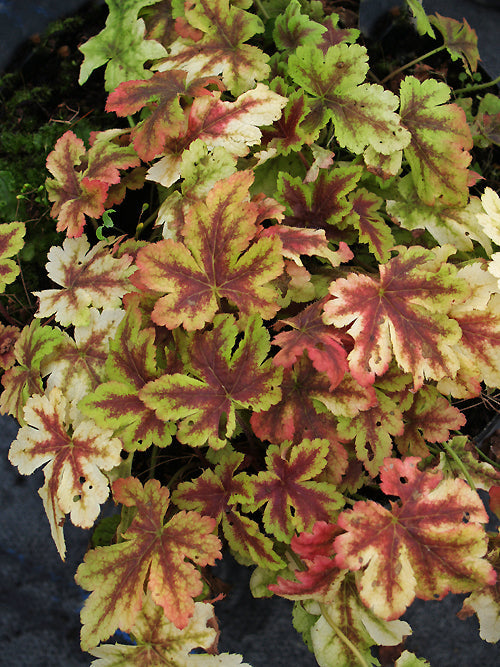 x HEUCHERELLA 'GOLDEN ZEBRA'