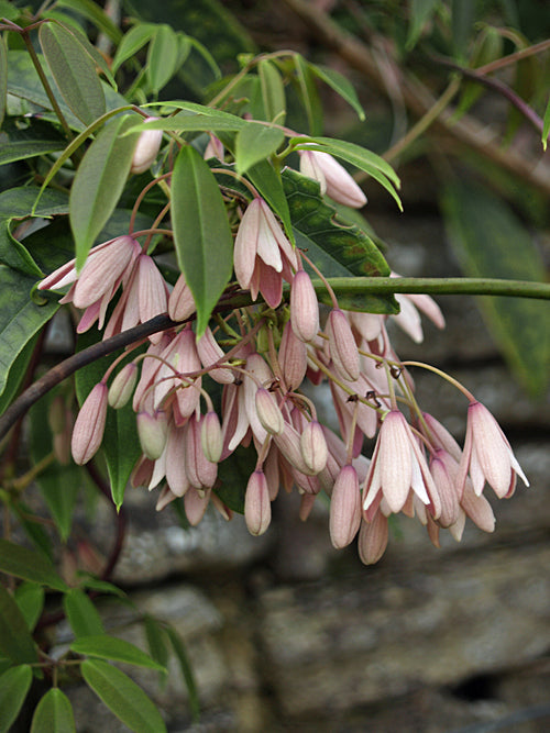 HOLBOELLIA ANGUSTIFOLIA subsp.OBTUSA DJHC 506