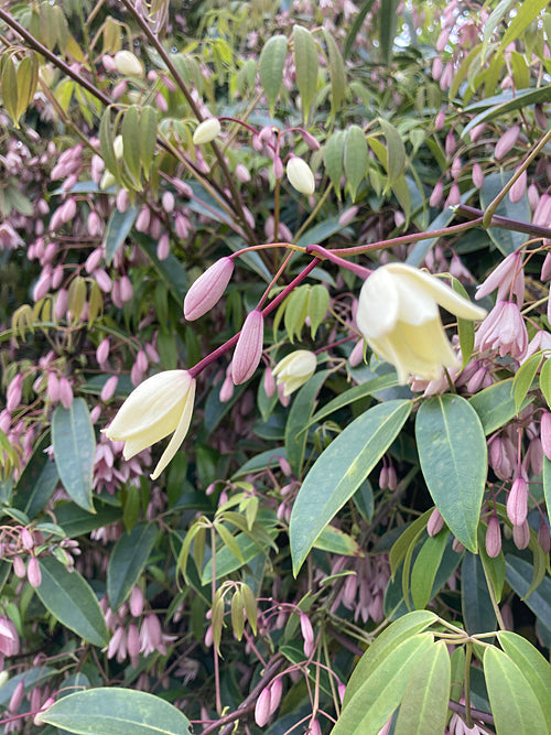 HOLBOELLIA BRACHYANDRA HWJ 1023