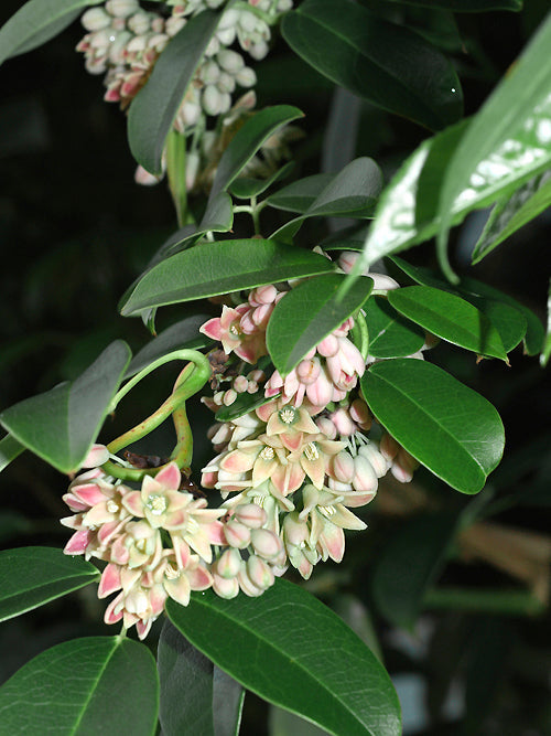 HOLBOELLIA LATIFOLIA
