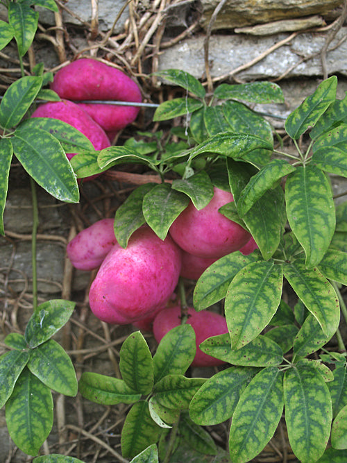 HOLBOELLIA LATIFOLIA dark-flowered HWJK 2213