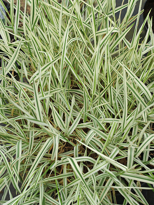 HOLCUS MOLLIS 'ALBOVARIEGATUS'