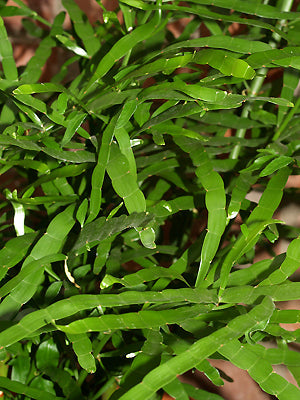 HOMALOCLADIUM PLATYCLADIUM