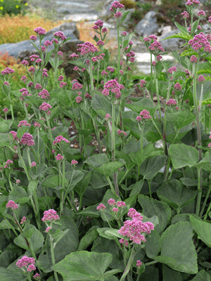 HOMOGYNE ALPINA (not)