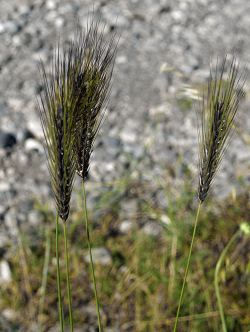 HORDEUM MARINUM RCB AL-F-1