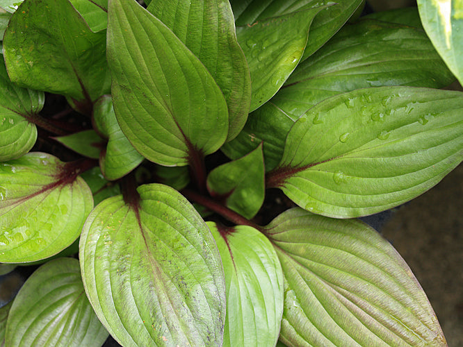 HOSTA 'FIRST BLUSH'