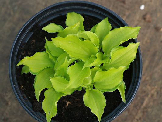 HOSTA 'CRACKER CRUMBS'